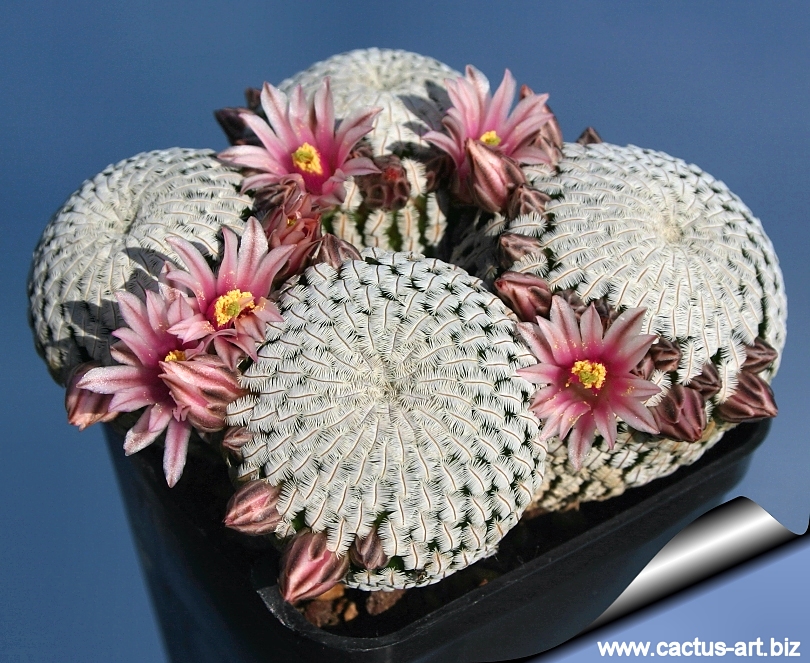 mammillaria pectinifera
