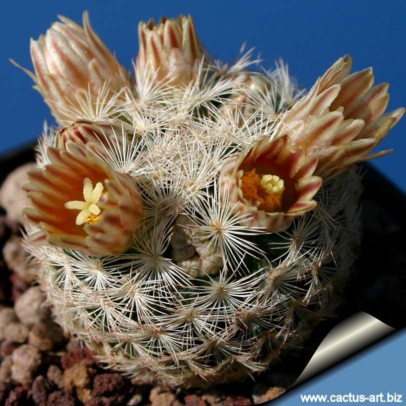 Mammillaria wohlschlagerii