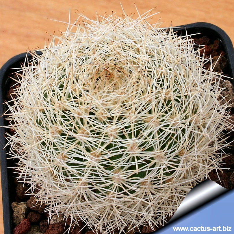 Body Central Sale >> Matucana roseoalba Body Central Sale >> Matucana roseoalba