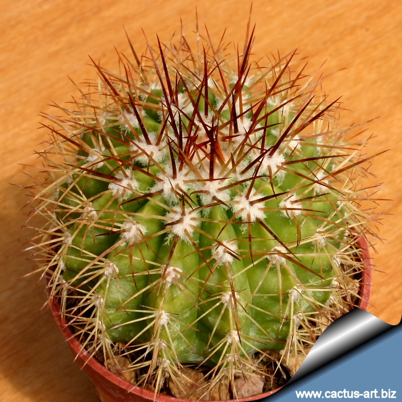 Melocactus broadwayi
