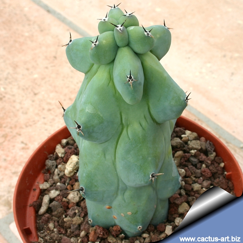 Myrtillocactus ruku 810 COISAS QUE PARECEM PEITOS