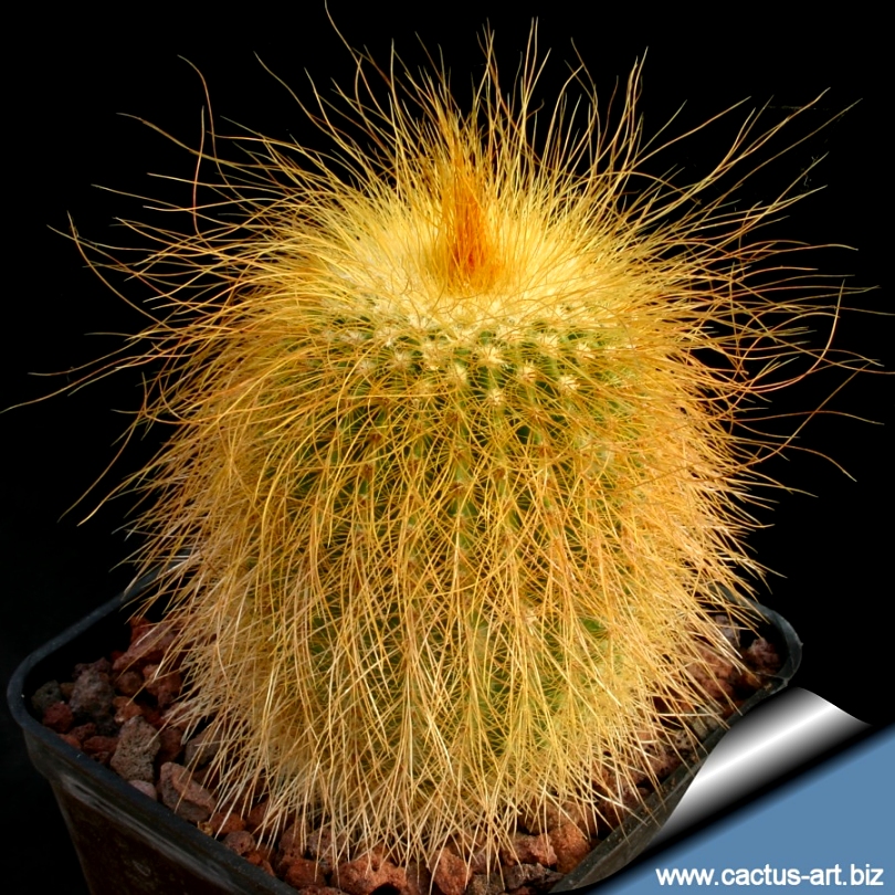 Notocactus_leninghausii_810.jpg