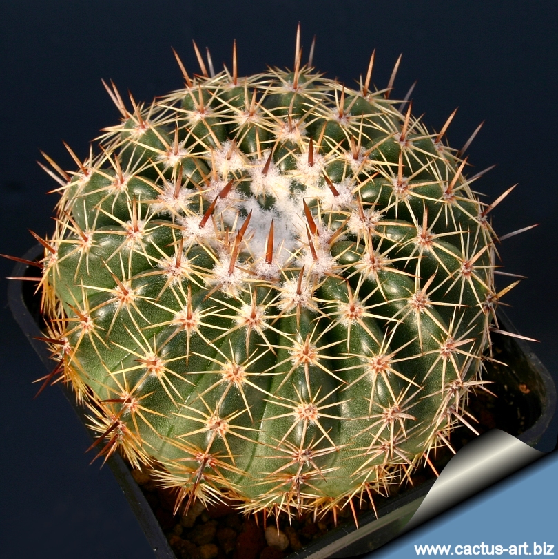 Notocactus_orthacanthus_top_810.jpg