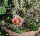 Opuntia macrorhiza var. pottsii near Midland, Texas, USA