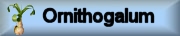 Photo gallery ORNITHOGALUM