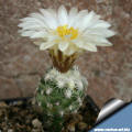 pediocactus bradyi SB 470 Cocomino Co, AZ