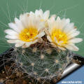 Pediocactus paradianei RP80 Coconino Co, Arizona, USA