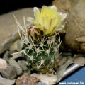 Pediocactus peeblesianus var. fickeisenii SB468 Fredonia, AZ. 