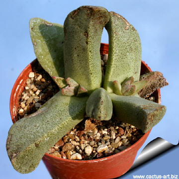 Pleiospilos_simulans_05_360.jpg