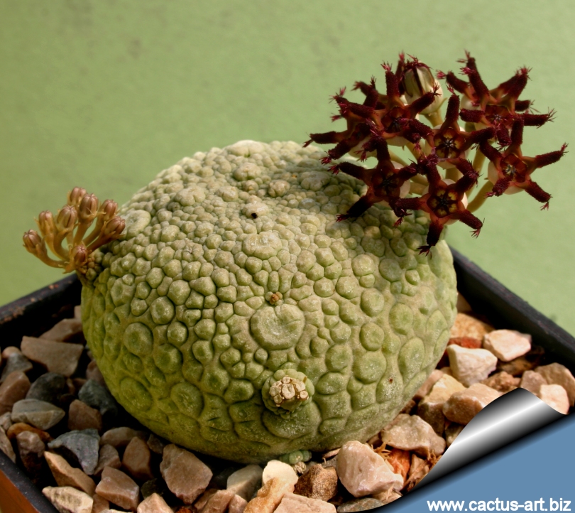 http://www.cactus-art.biz/schede/PSEUDOLITHOS/Pseudolithos_migiurtinus/Pseudolithos_migiurtinus/pseudolithos_migiurtinus_blooms_810.jpg