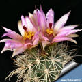 Sclerocactus parviflorus RP108 Green River, Emery Co,  Utah, USA