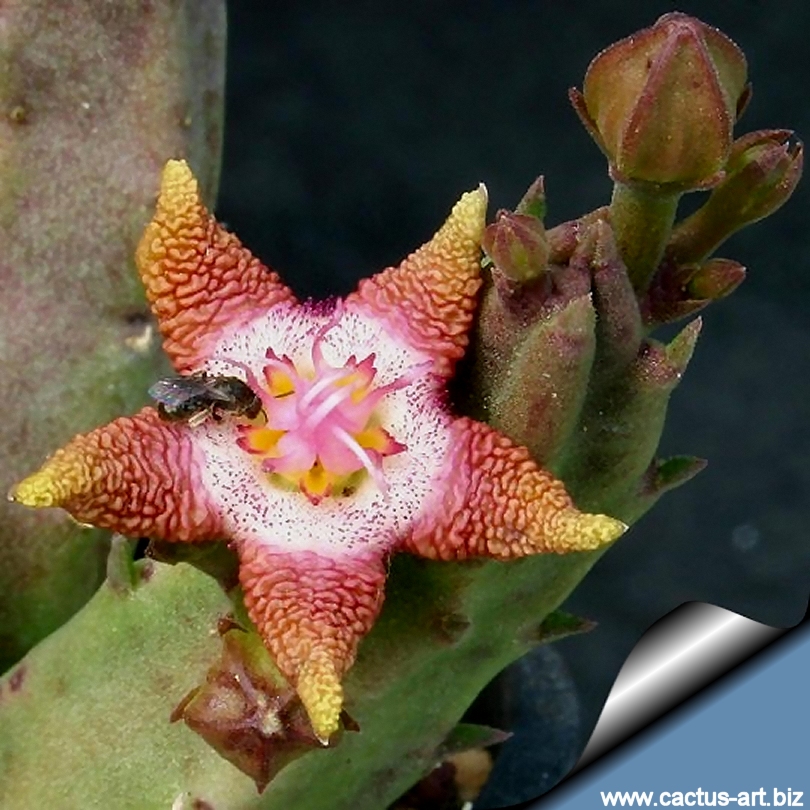 [Obrazek: Stapelia_flavopurpurea_pink_810.jpg]