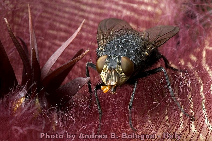 Stapelia grandiflora