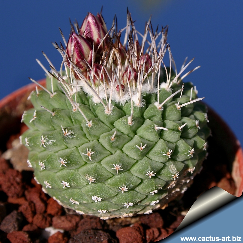 Strombocactus Br