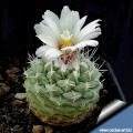 Strombocactus disciformis the first flower