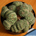 Strombocactus disciformis forma politomica