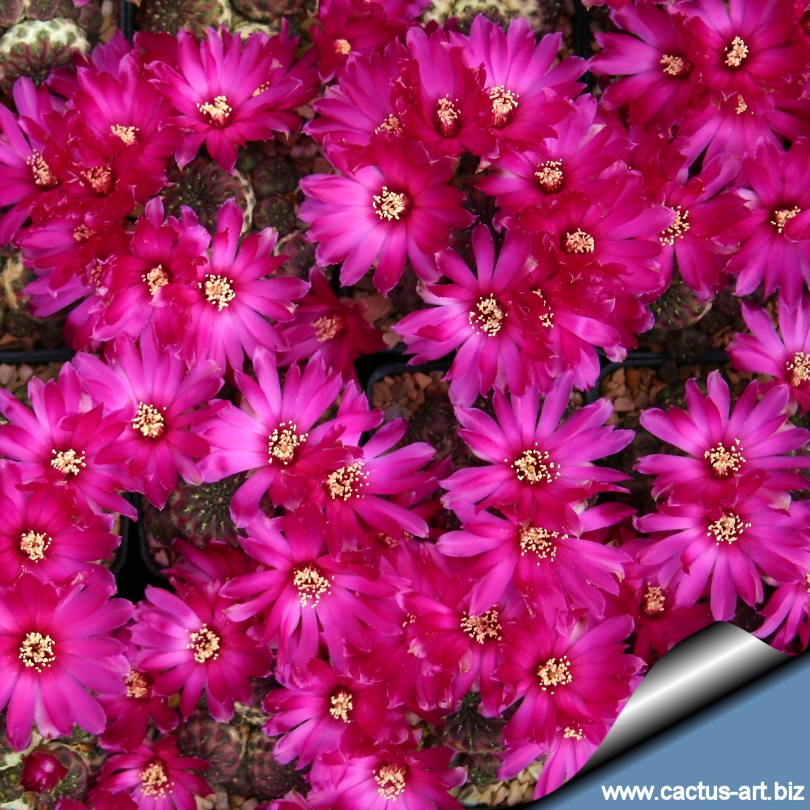 Sulcorebutia rauschii HS121-1 Cerro Flor de Aikampa, Zudañez ...