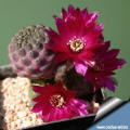 Sulcorebutia rauschii HS121/1 violet body form