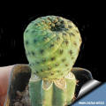 Sulcorebutia rauschii cv. apple green