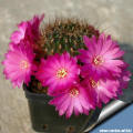 Sulcorebutia tiraquensis var. aguilarii HS 220 blooming  7x7cm plastic  pot