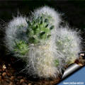 Tephrocactus rauhii KK 393 (Austrocylindropuntia rauhii)