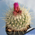 Thelocactus macdowellii CSD192 Arteaga Coah