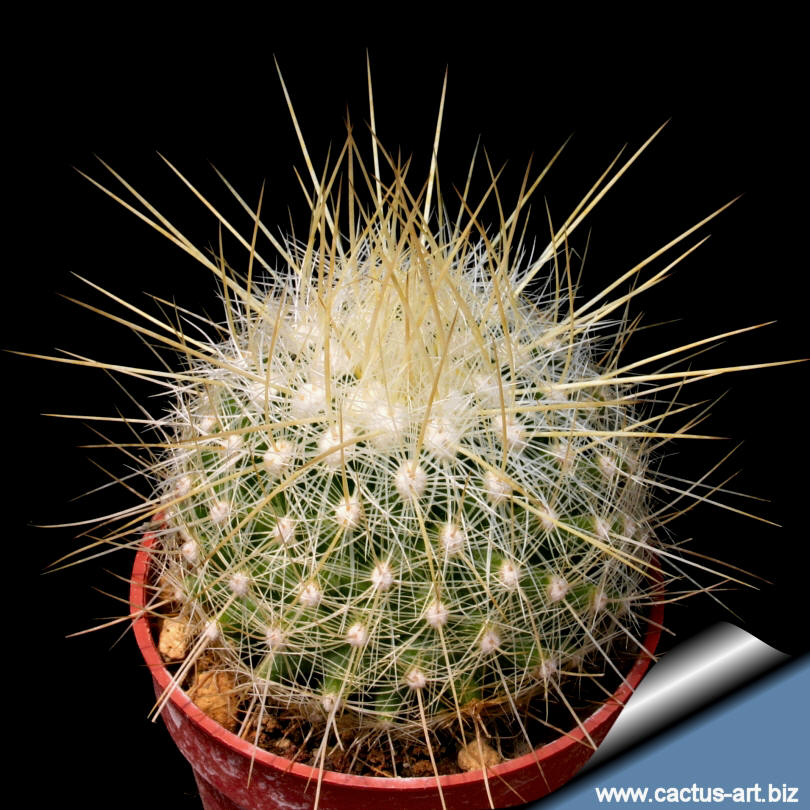Thelocactus macdowellii 10 seeds THELOCACTUS