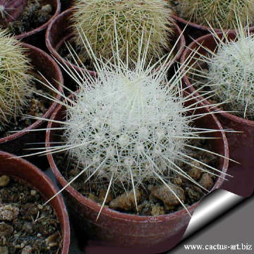 Thelocactus macdowellii CSD192 Arteaga Coah