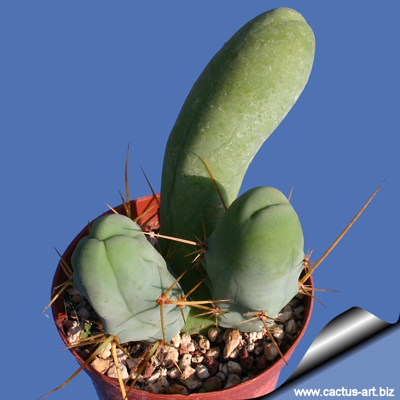 Trichocereus_mostruosus_penis_cactus_810.jpg