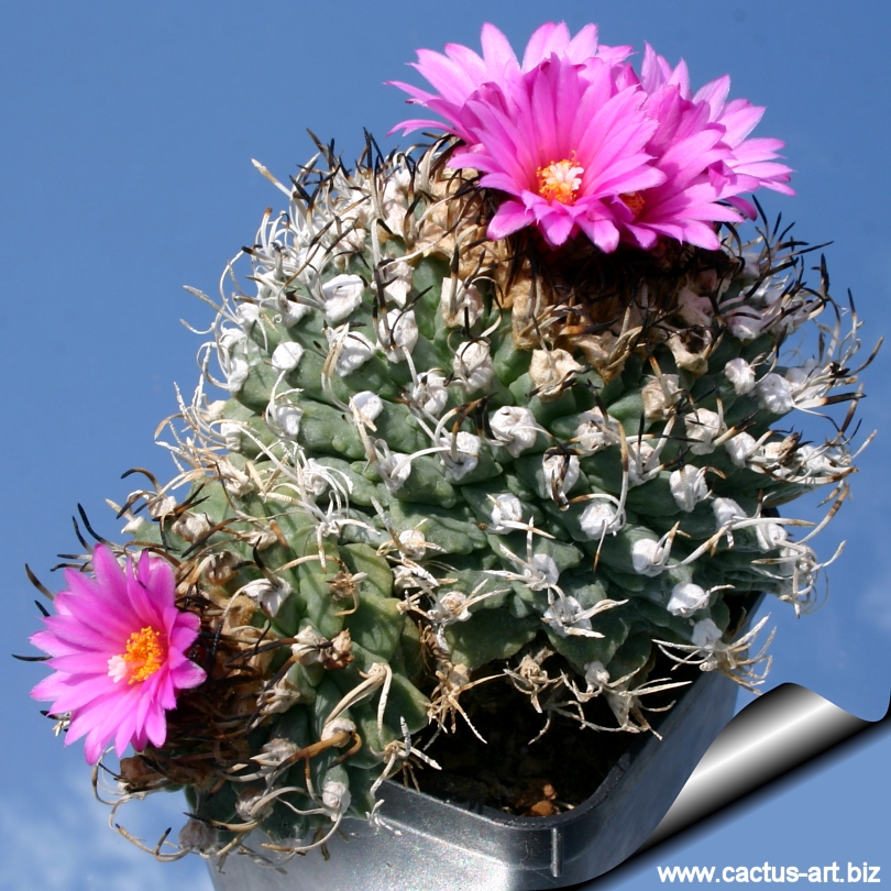 Turbinicarpus alonsoi Alchetron, The Free Social Encyclopedia