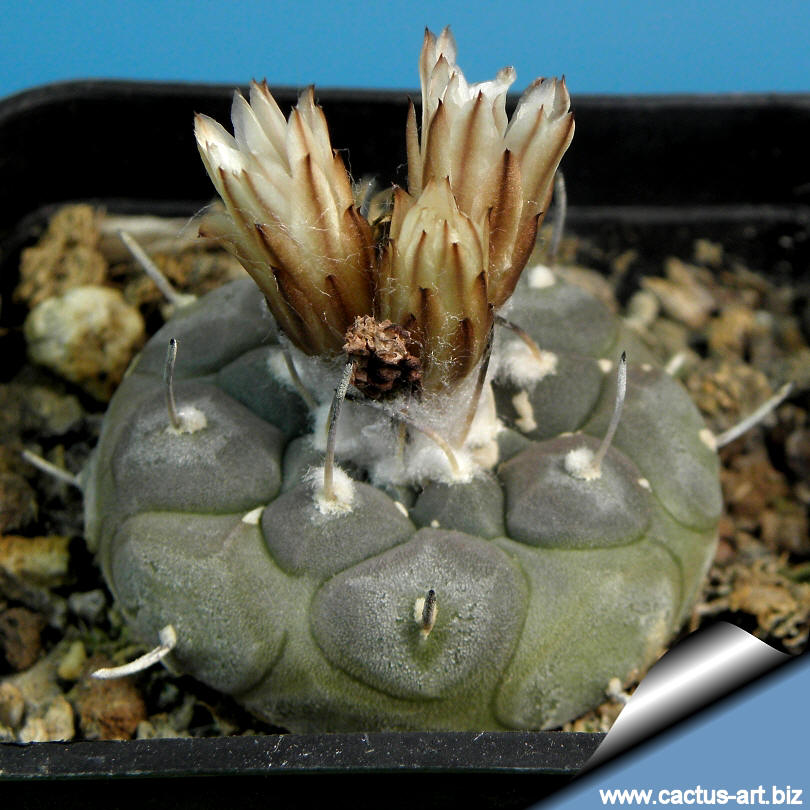 Turbinicarpus jauernigii