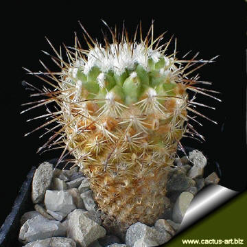 Lodia mandragora (gymnocactus mandragora)