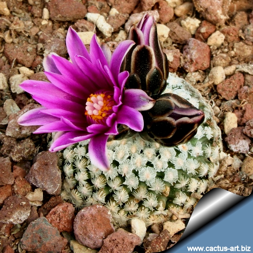Semis de Turbinicarpus (cactus) Turbinicarpus_vadezianus_form_saltillo_810