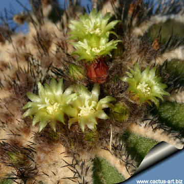 pecunia aurea mundi