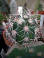 Echinocactus polycephalus