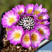 Mammillaria luethyi grafted on Opuntia compressa stock: a profusion of flowers