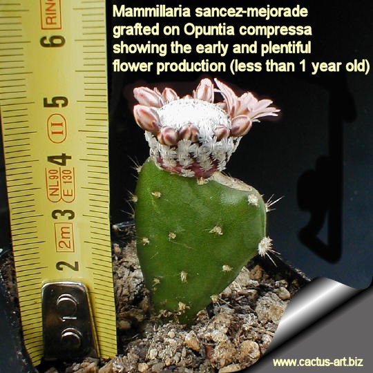 Mammillaria sancez-mejorade blooming