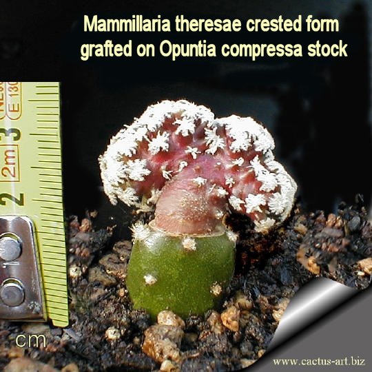 Mammillaria theresae forma cristata