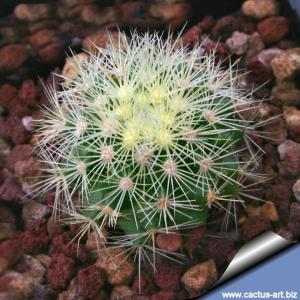 Acharagma roseanum SB277 Los Imagines, Saltillo, Coahuila, Mexico (Escobaria roseana)