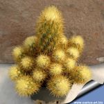 Acharagma galeanensis L1187 West of Ascension, Nuevo Leon, Mexico 2650 m