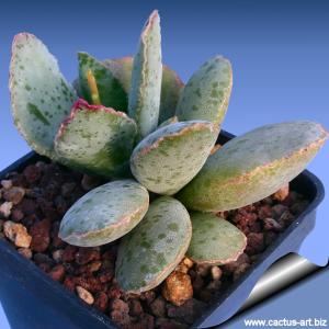 Adromischus schuldtianus