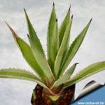 Agave angustifolia v. marginata variegata