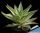 Agave desmetiana cv. JOE HOAK