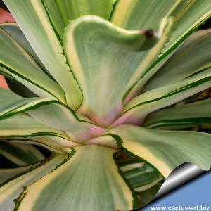 Agave desmetiana cv. JOE HOAK