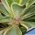 Agave desmetiana cv. JOE HOAK