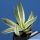 Agave desmetiana cv. JOE HOAK