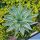 Agave desmetiana cv. JOE HOAK