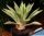 Agave desmetiana cv. JOE HOAK