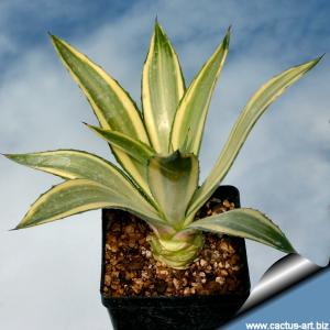 Agave desmetiana cv. JOE HOAK