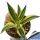 Agave lophantha quadricolor (Agave "Goshikibandai")